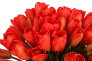 Букет 51 королевский тюльпан шляпной в коробке, красные