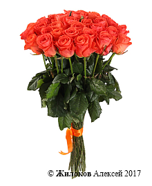 ����� 31 ���� ���