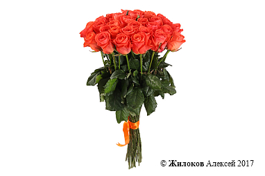 ����� 31 ���� ���