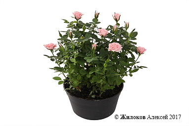 �������� ���� � ������ (�������)