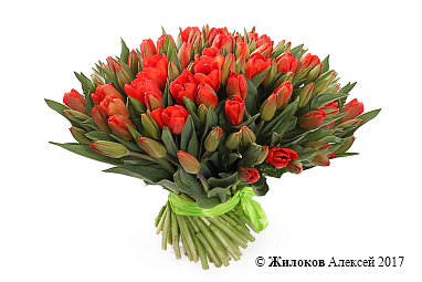 ����� 101 ����������� �������, ������-���������