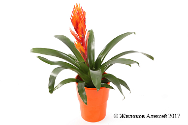 �������� � �����