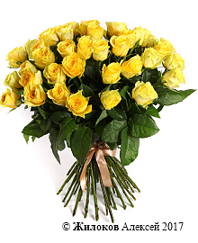 ����� 51 ���� �����