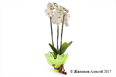 ������� ���������� ����� (3 ������)