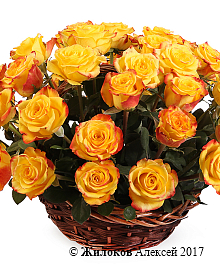 ����� 51 ���� ��� ����� � �������