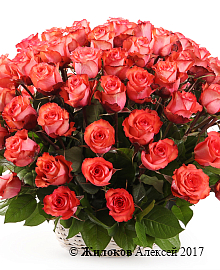 ����� 101 ���� ������ � �������