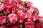 Букет 51 кустовая роза Фаер воркс