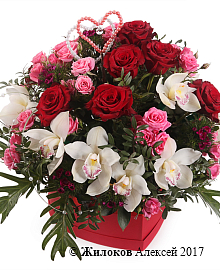 ����� ���������� ����