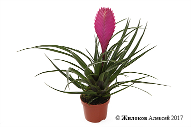 ���������� � �����