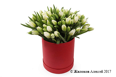 ����� 101 ������� � ������� �������, �����