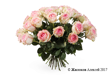 ����� 35 ��� ��������