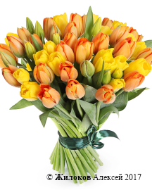 ����� 51 �������, ���������� ����