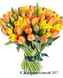 ����� 51 �������, ���������� ����