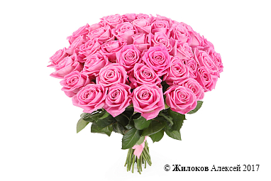 ����� 41 ���� ����