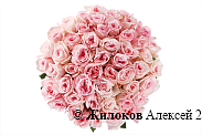 Букет 51 роза Пинк О'Хара