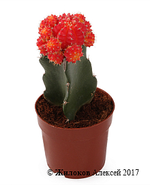 ������������� � �����