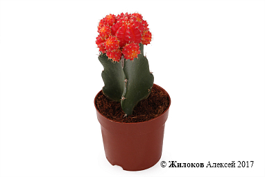 ������������� � �����