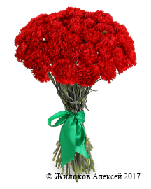 ����� 41 ��������