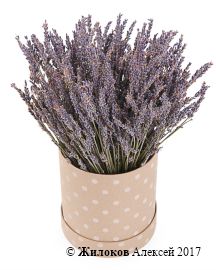 ����� �� ������� ������ �������� � ������� �������