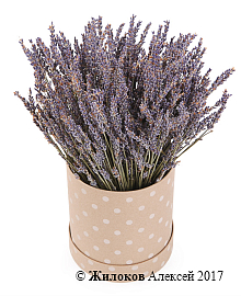 ����� �� ������� ������ �������� � ������� �������