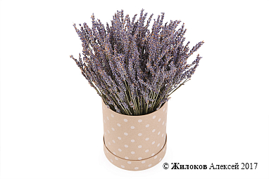 ����� �� ������� ������ �������� � ������� �������