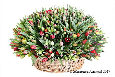 ���������� �������� �������������� (501 �������)