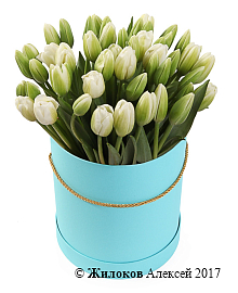 ����� 51 ������� � ��������� ������� �������, �����