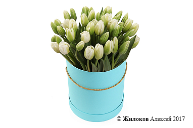 ����� 51 ������� � ��������� ������� �������, �����