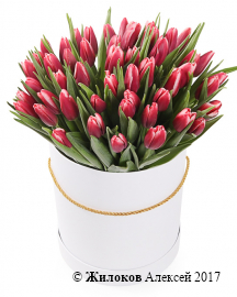 Букет 51 королевский тюльпан в белой шляпной коробке, алые