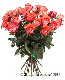 ����� 25 ��� ������, ����������