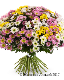 ����� 51 ���������� �������