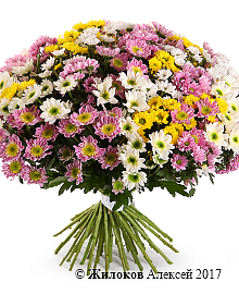 ����� 51 ���������� �������