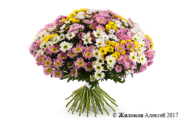 ����� 51 ���������� �������