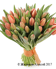 ����� 51 ����������� �������, ����������