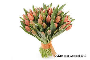 ����� 51 ����������� �������, ����������