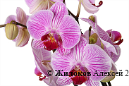 Орхидея Фаленопсис бело-фиолетовая (2 ствола)