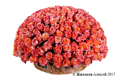 ����� 301 ���� ��� ������ � �������