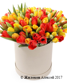 ����� 101 ������� � ������� �������, ������-������ ����