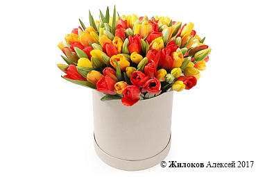 ����� 101 ������� � ������� �������, ������-������ ����