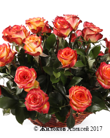 ����� 35 ��� ��� ������ � �������