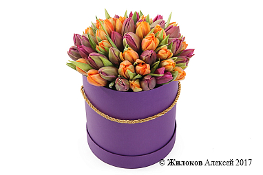 ����� 51 ����������� ������� � ������� �������, ��������-��������� ����