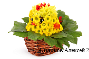 Композиция из хризантем Цыпленок