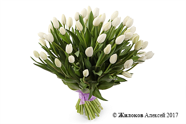 ����� 51 ����������� �������, �����