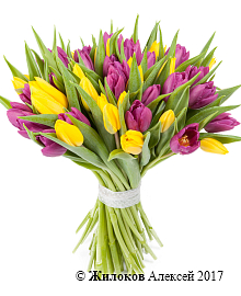 ����� 51 �������, �����-����������