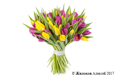 ����� 51 �������, �����-����������