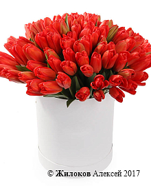 ����� 101 ������� � ������� �������, �������