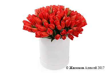 ����� 101 ������� � ������� �������, �������