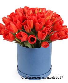 ����� 51 ����������� ������� ������� � �������, �������