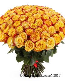 ����� 101 ���� ��� �����