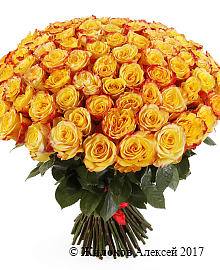 ����� 101 ���� ��� �����